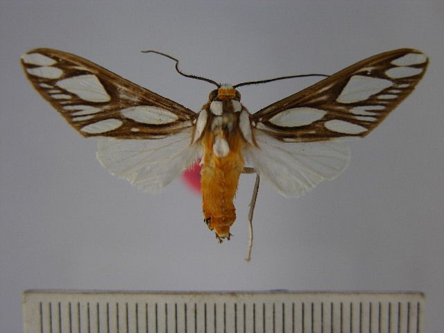 File:Robinsonia polyplagia polyplagia.JPG