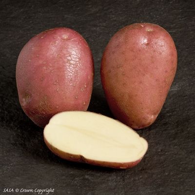 File:Rooster potato SASA.jpg