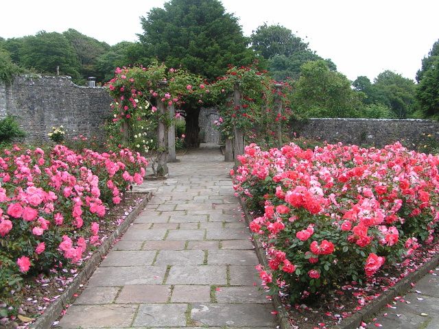 File:Rose Garden at St Donat's Castle.jpg