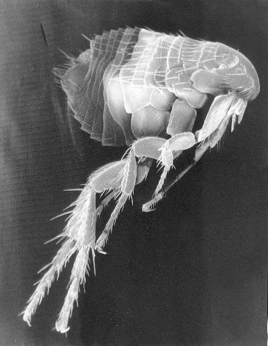 File:Scanning Electron Micrograph of a Flea.jpg