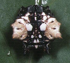 File:Thelacantha brevispina female 3 - Tanikawa.jpg