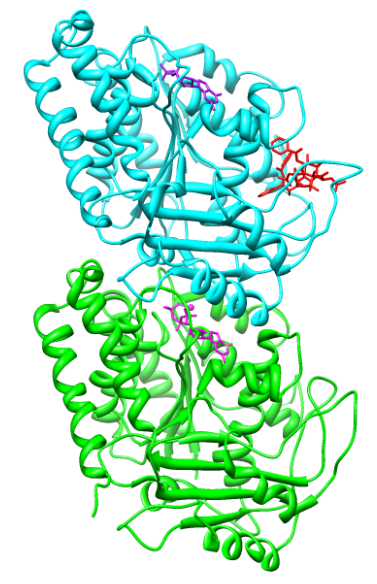 File:Tubulin dimer with taxol gtp gdp.png