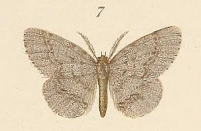 File:Voeltzkow-pl.6-fig.07-Hypochrosis suffusata Pagenstecher, 1907.JPG