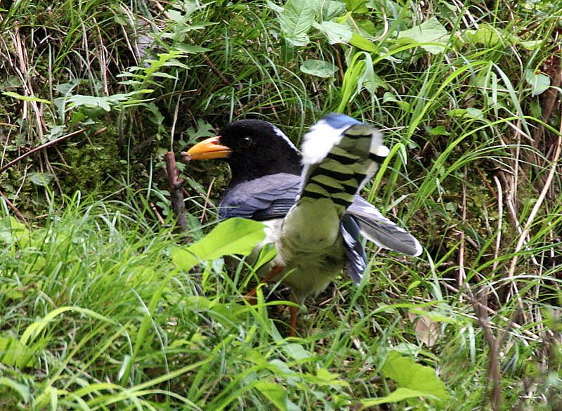 File:Yellow-billed Blue Magpie I IMG 7394.jpg