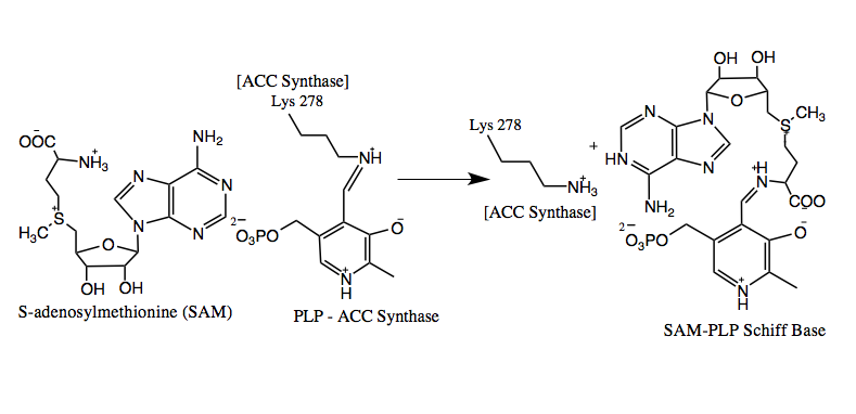 File:ACS synthesis step 2.png