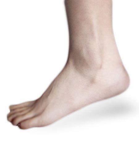 File:Ankle picture.jpg