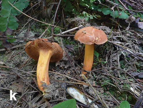 File:Basidiomata of boletes (10.3897-mycokeys.46.31470) Figure 4k.png