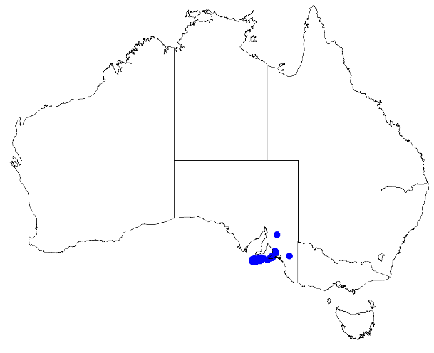 File:Boronia edwardsii DistMap35.png