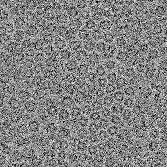 File:COPI coated vesicles.png