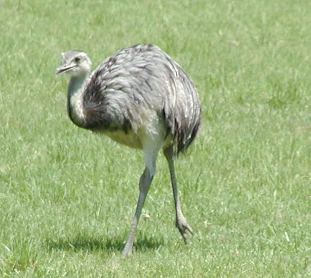 File:Common rhea.jpg