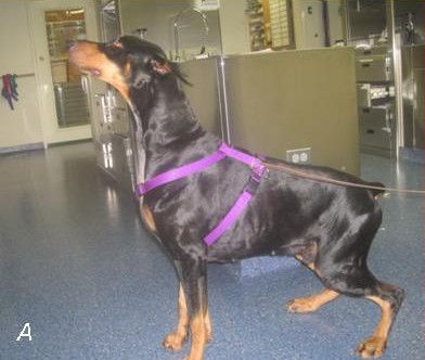 File:Doberman post surgery following double implant A.jpg