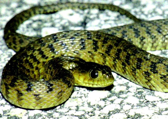 File:Florida Green Water Snake 2.jpg