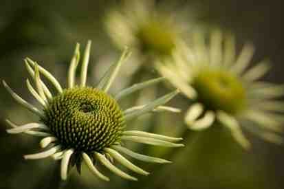 File:Flower JBNB DanielAucoin.jpg