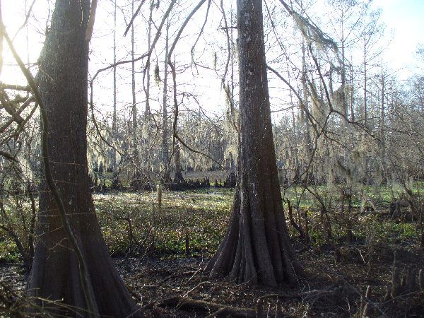 File:FossePointeCypressSwamp.jpg