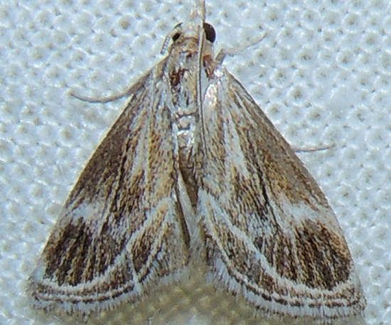 File:Frechinia helianthiales (15439662393).jpg