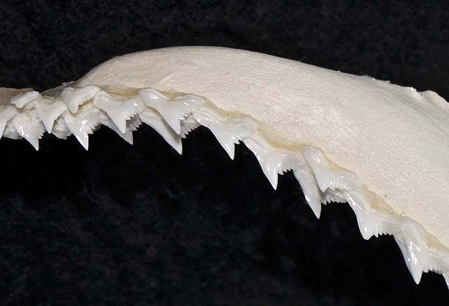 File:Galeorhinus galeus upper teeth.jpg