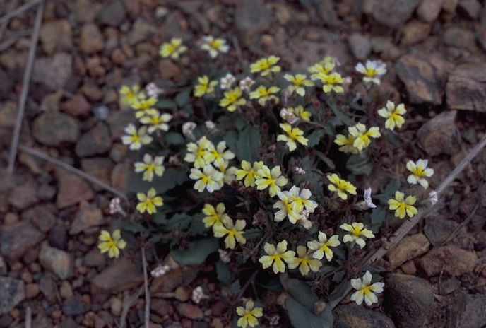 File:Goodenia holtzeana.jpg