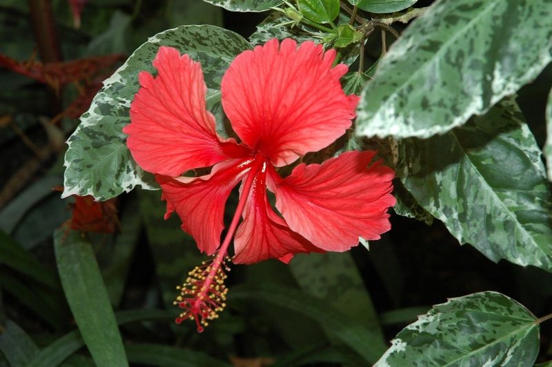 File:Hibiscus Cooperi (1).jpg