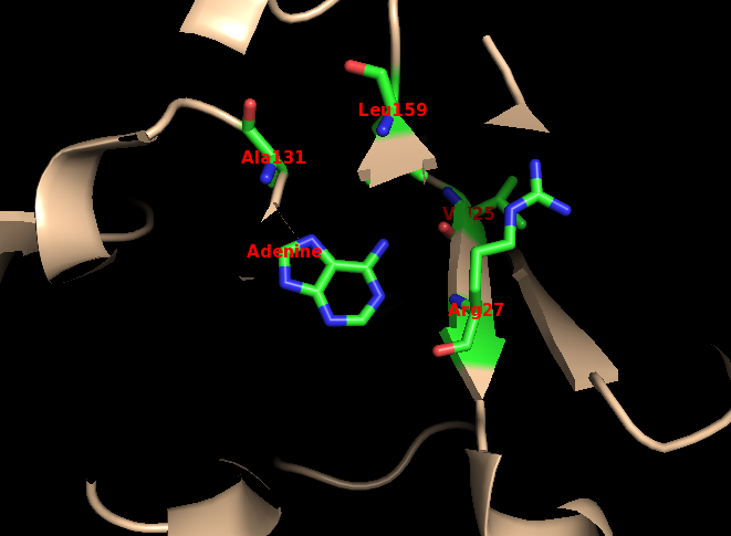 File:Human APRTase, adenine binding site.png