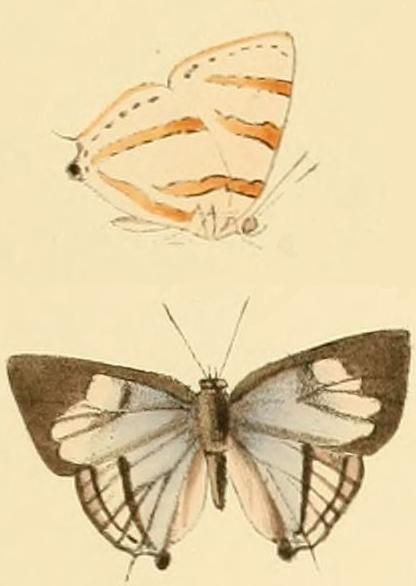 File:Iolaus aphnaeoides.JPG