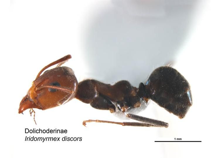 File:Iridomyrmex discors.jpg