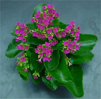 File:Kalanchoe.blossfeldiana.jpg