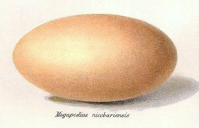 File:Megapodius nicobariensis's egg.jpg