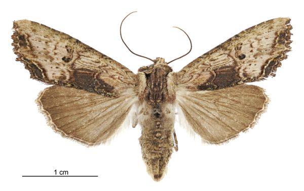 File:Meterana coeleno female.jpg