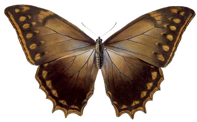 File:Morpho theseus justitiae - BCA.png