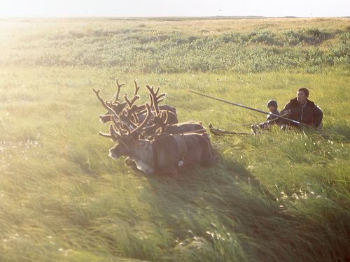 File:Nenets reindeer sledge.jpg