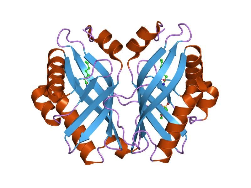 File:PDB 1nww EBI.jpg