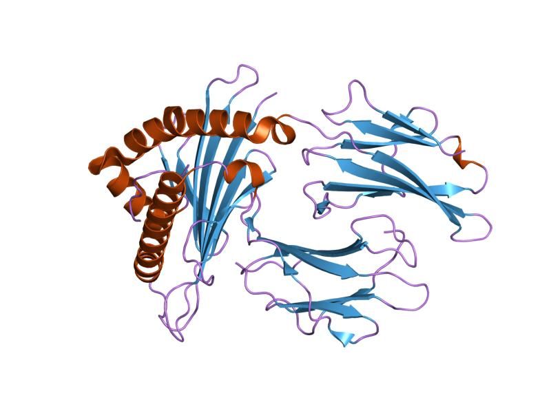 File:PDB 1t20 EBI.jpg