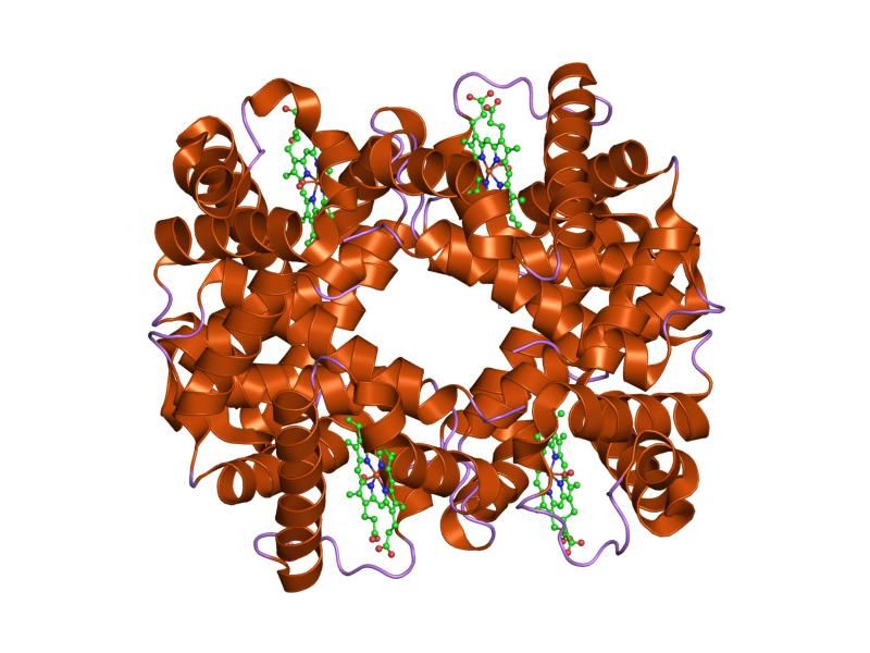 File:PDB 1ygf EBI.jpg