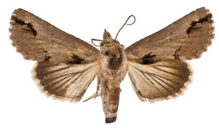 File:Paectes nana female1.jpg