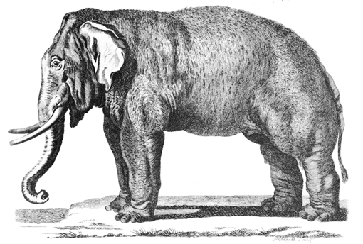 File:Pennant Thomas Hist of Quadrupeds 1793-Elephas.png