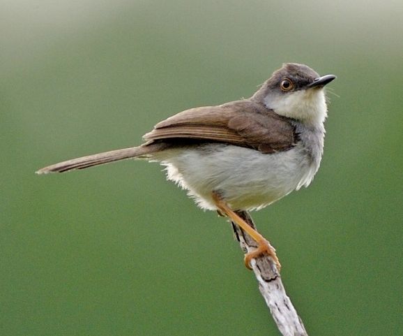 File:Prinia hodgsonii (cropped).jpg