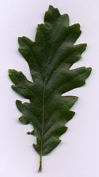 File:Quercus cerris1.jpg