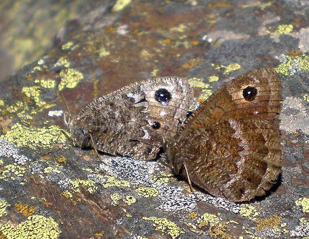 File:Satyrus actaea.jpg