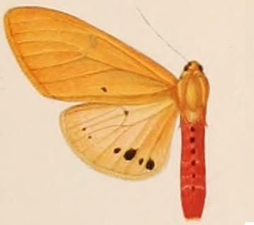 File:Spilarctia eldorado male.JPG