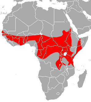 File:Yellow-winged Bat area.png