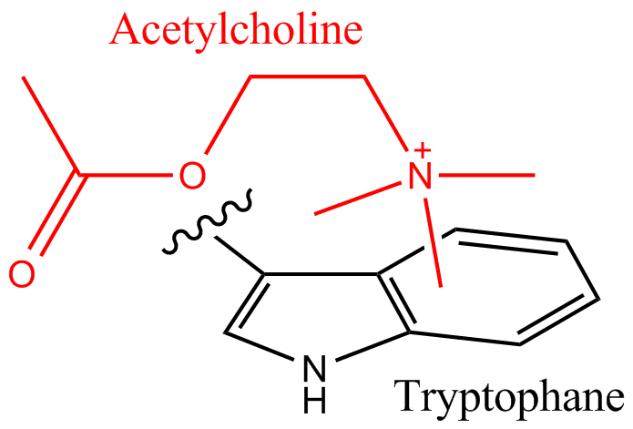 File:Acetylcholine-tryptophane cation-pi interaction.png