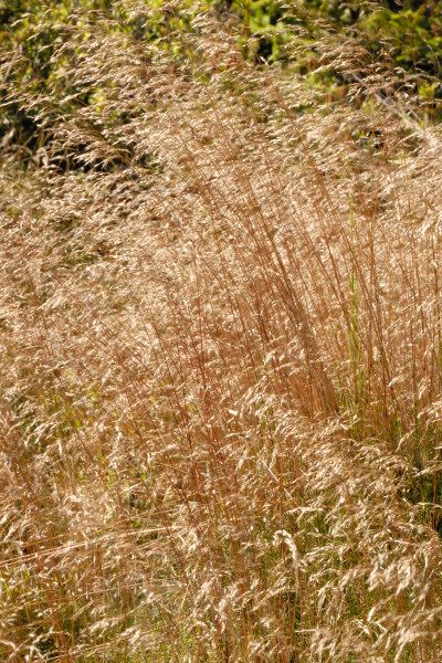 File:Agrostis.canina2.-.lindsey.jpg