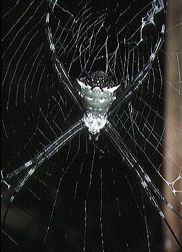 File:Argiope.savignyi.silver.-.tanikawa.jpg