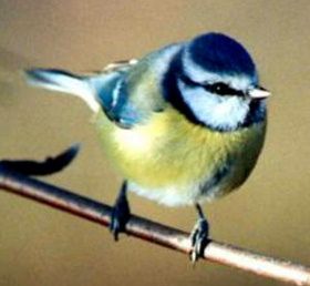 File:Bluetit777.jpg