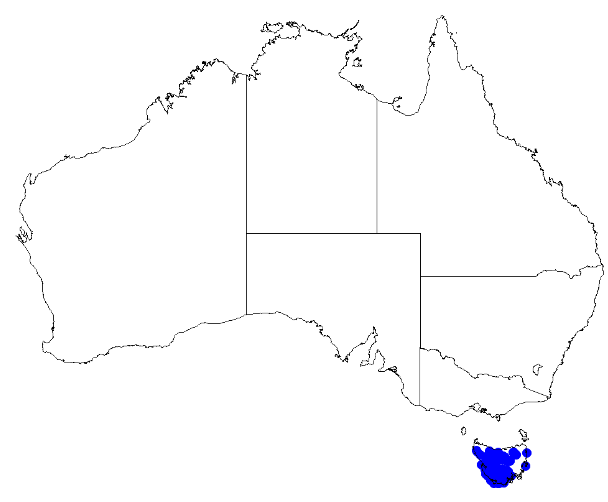 File:Boronia citriodora DistMap22.png