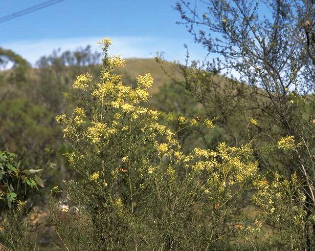 File:Bursaria spinosa subsp. lasiophylla.jpg