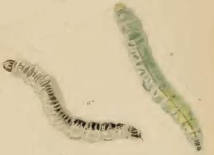 File:Caloptilia elongella larvae.JPG