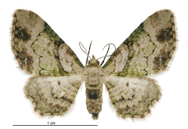 File:Chloroclystis sphragitis female.jpg