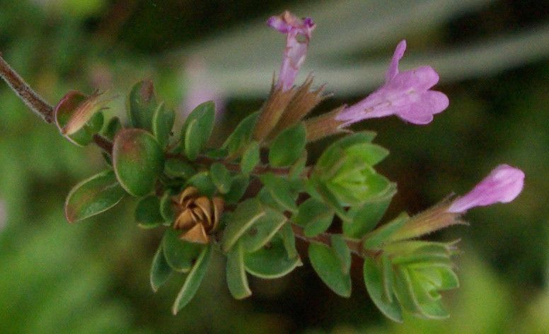 File:Detail leafs and flowers M. Glomerata.jpg