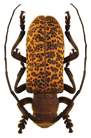 File:Estola porcula.png